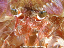 Eye to eye with a hermit crab. by Bernard Groenewald 